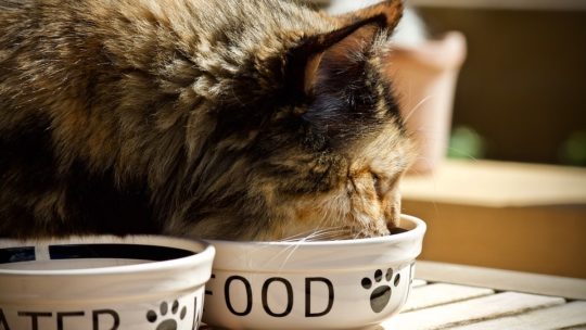 04 règles à respecter pour mieux nourrir son chat