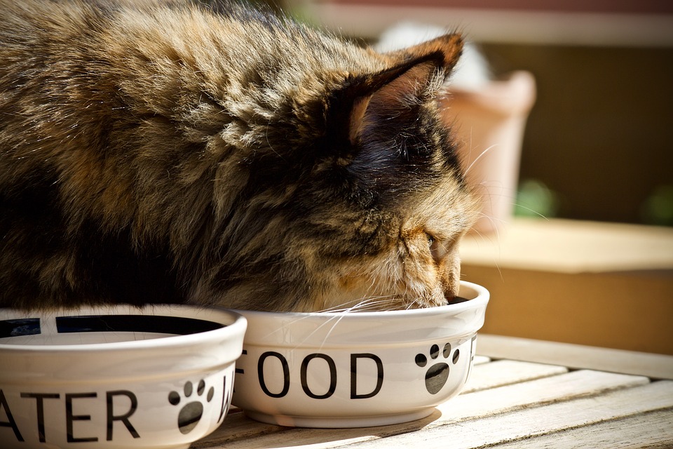04 règles à respecter pour mieux nourrir son chat