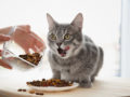 5 aliments interdits aux chats