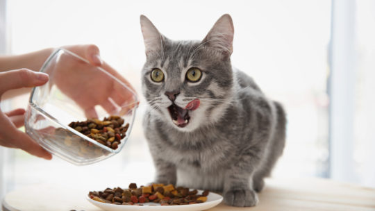 5 aliments interdits aux chats