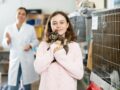Vacances sans souci : quelles solutions pour le séjour de votre chat ?