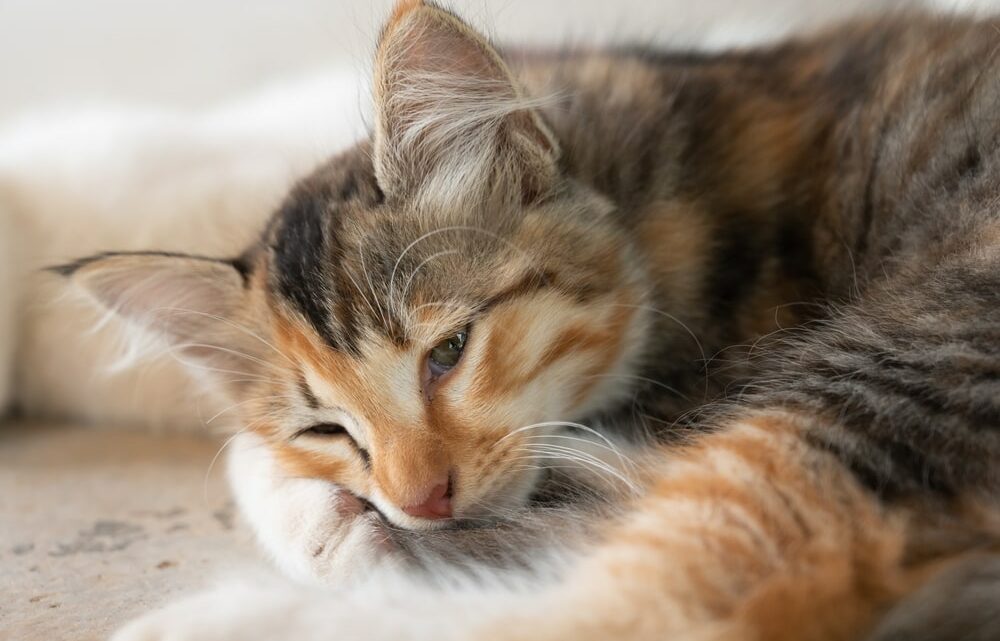 Comment reconnaître les signes d’urgence vétérinaire chez les chats