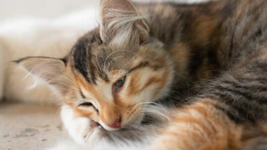 Comment reconnaître les signes d’urgence vétérinaire chez les chats